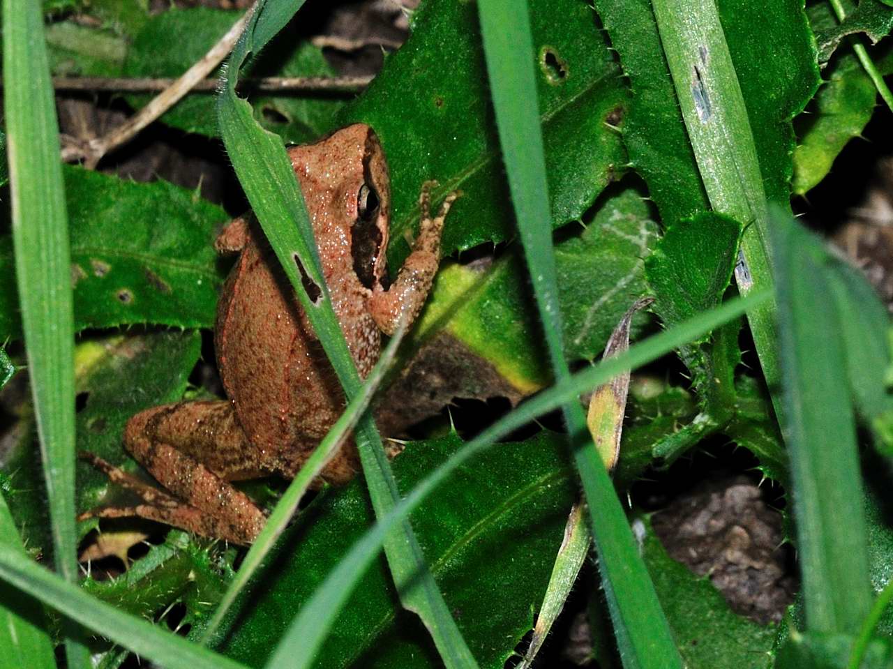 Rana da identificare - Rana italica